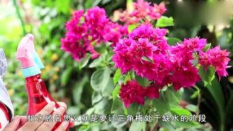 娱乐吃瓜酱三角梅